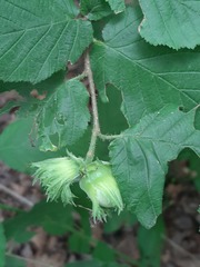 Corylus avellana