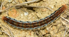 Malacosoma alpicolum