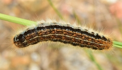 Malacosoma alpicolum