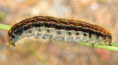 Malacosoma alpicolum