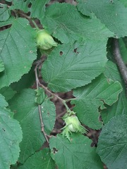 Corylus avellana