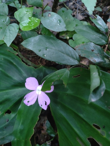 Kaempferia pulchra, photograph 3