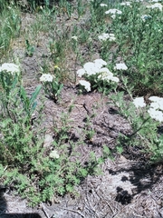 Achillea nobilis