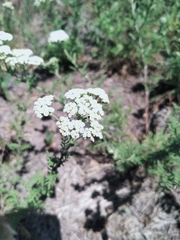 Achillea nobilis