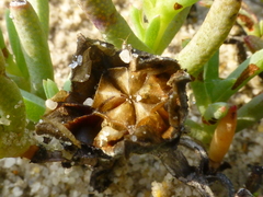 Lampranthus explanatus