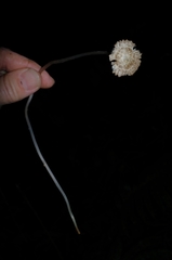 Pseudohydropus parafunebris