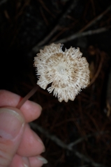 Pseudohydropus parafunebris