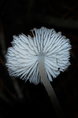 Pseudohydropus parafunebris