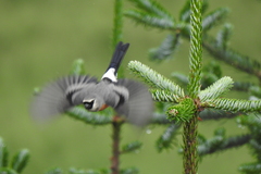 Pyrrhula erythaca