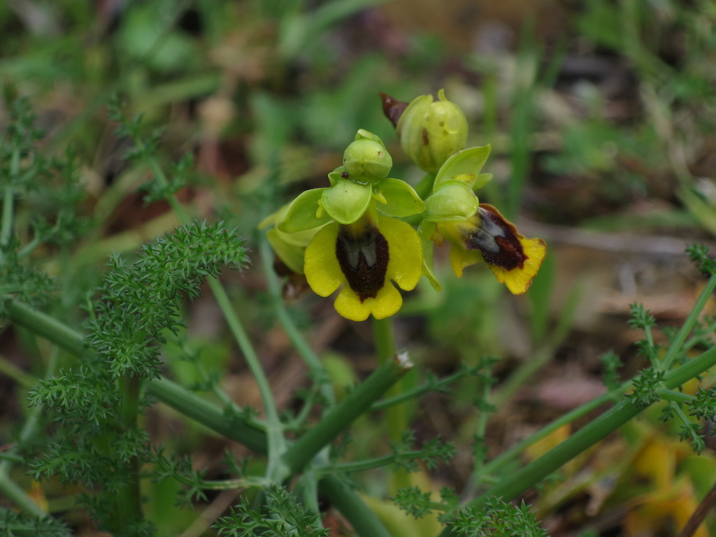 Ophrys lutea