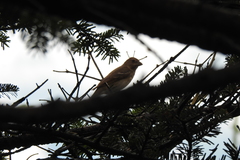 Carpodacus erythrinus