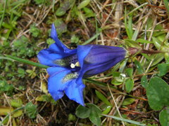 Gentiana occidentalis