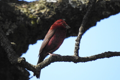 Carpodacus vinaceus