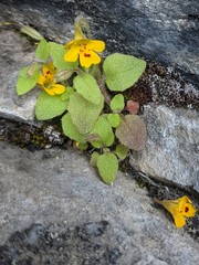 Erythranthe alsinoides