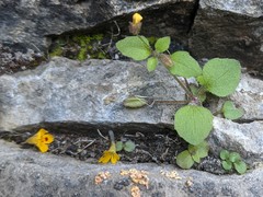 Erythranthe alsinoides