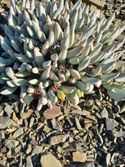 Cylindrophyllum tugwelliae