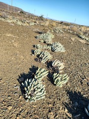 Cylindrophyllum tugwelliae