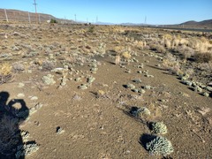 Cylindrophyllum tugwelliae