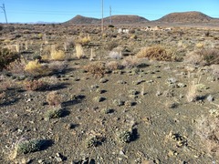 Cylindrophyllum tugwelliae