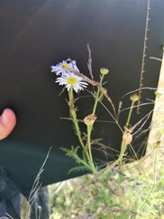 Garuleum schinzii