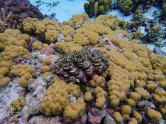 Tridacna noae