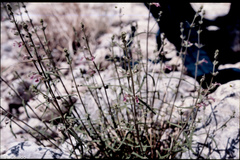 Teucrium asiaticum