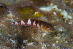 Malacoctenus triangulatus