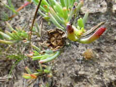 Lampranthus explanatus