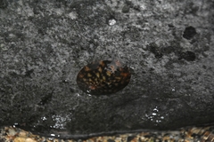 Cellana testudinaria
