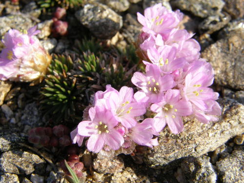 Armeria caespitosa