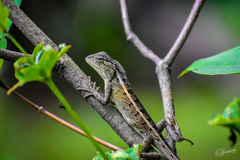 Calotes versicolor
