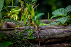 Calotes versicolor
