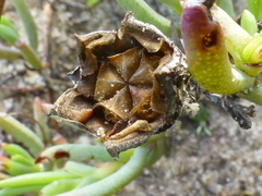 Lampranthus explanatus