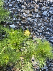 Tripleurospermum inodorum