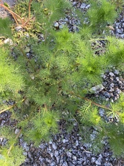 Tripleurospermum inodorum