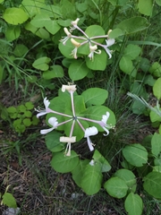 Lonicera caprifolium