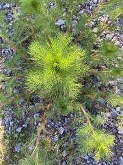 Tripleurospermum inodorum