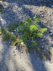 Tripleurospermum inodorum