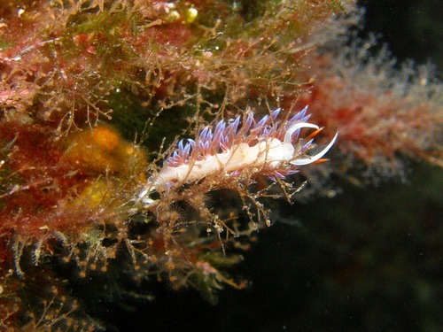 Cratena peregrina