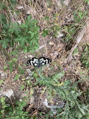 Melanargia galathea