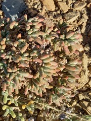 Mesembryanthemum resurgens