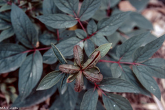 Paeonia cambessedesii