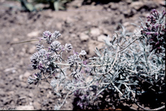 Teucrium cossonii