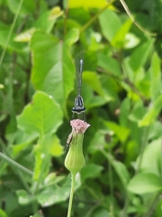 Onychargia atrocyana