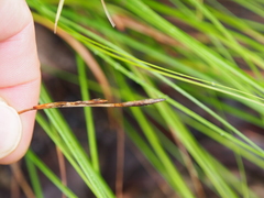 Carex lanceolata