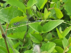 Onychargia atrocyana