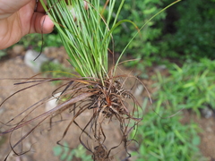 Carex lanceolata