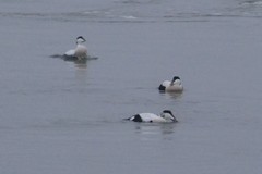 Somateria mollissima