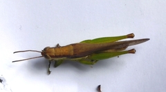 Oxya japonica