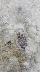 Actinopyga echinites